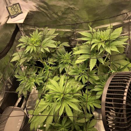 First Grow 🙌🏼🍀🤞🏽🙏🏽