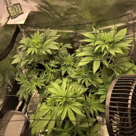 First Grow 🙌🏼🍀🤞🏽🙏🏽