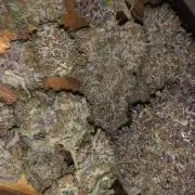 Red Gorilla Girl XL Auto