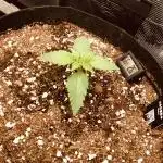 First Grow 🙌🏼🍀🤞🏽🙏🏽