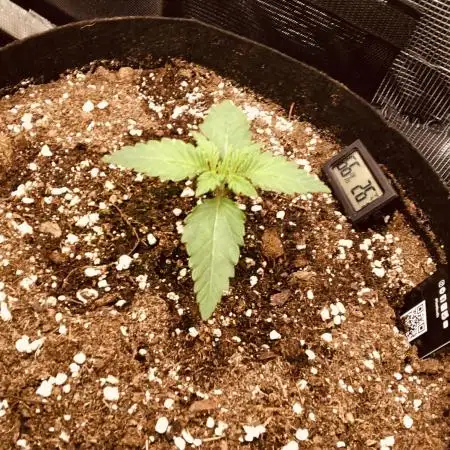 First Grow 🙌🏼🍀🤞🏽🙏🏽