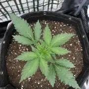 Red Gorilla Girl XL Auto