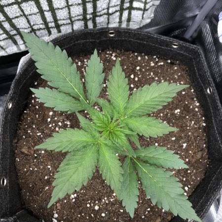 Red Gorilla Girl XL Auto