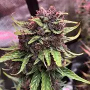 Red Gorilla Girl XL Auto