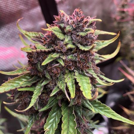 Red Gorilla Girl XL Auto