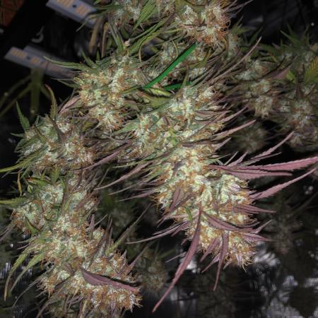 Strawberry Gorilla Auto