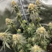 Sour Blucci 🍋 #1