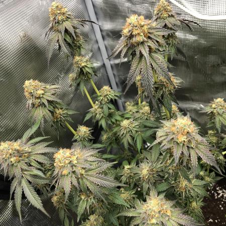 Sour Blucci 🍋 #1
