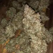 Cheese Auto 🧀