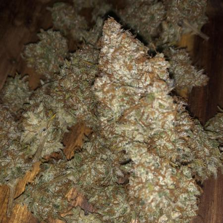 Cheese Auto 🧀