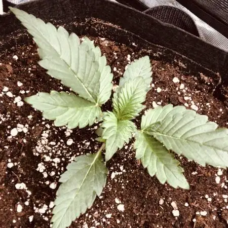 First Grow 🙌🏼🍀🤞🏽🙏🏽