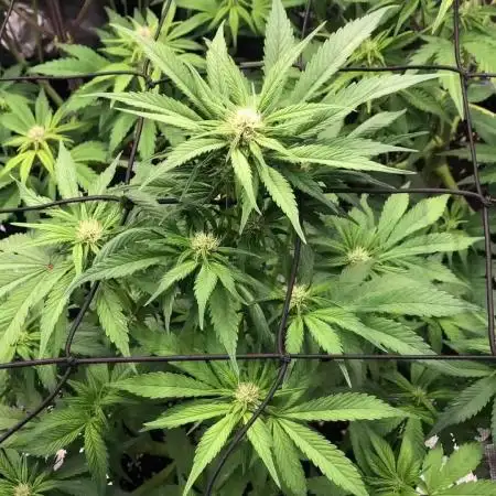 First Grow 🙌🏼🍀🤞🏽🙏🏽