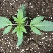 Strawberry Gorilla Auto