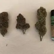 First Grow 🙌🏼🍀🤞🏽🙏🏽