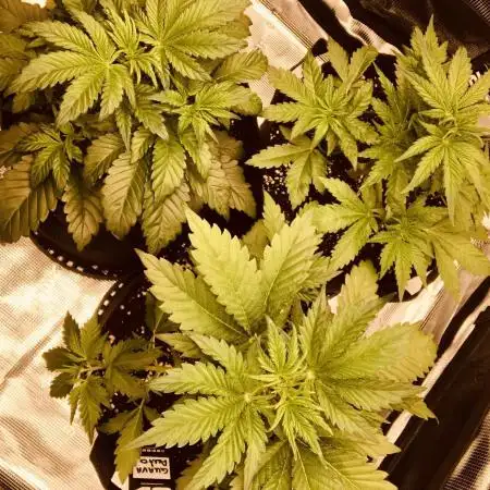 First Grow 🙌🏼🍀🤞🏽🙏🏽