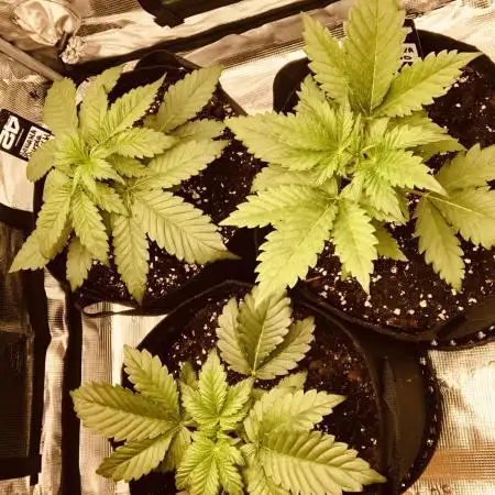 First Grow 🙌🏼🍀🤞🏽🙏🏽