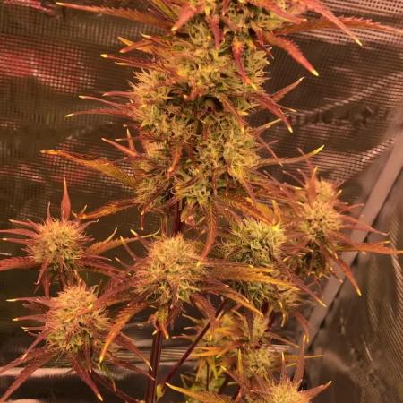 First Grow 🙌🏼🍀🤞🏽🙏🏽