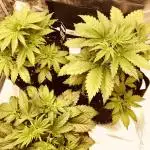 First Grow 🙌🏼🍀🤞🏽🙏🏽