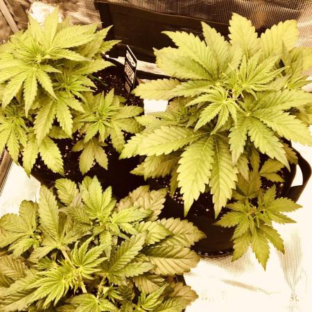 First Grow 🙌🏼🍀🤞🏽🙏🏽