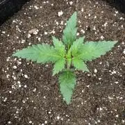 Red Gorilla Girl XL Auto