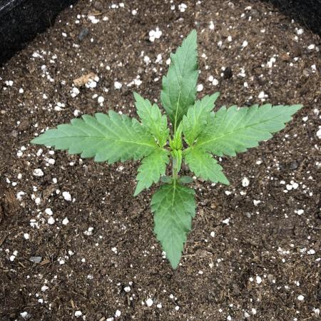 Red Gorilla Girl XL Auto