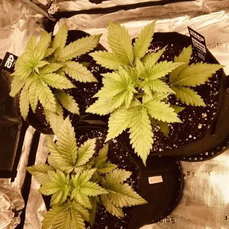 First Grow 🙌🏼🍀🤞🏽🙏🏽
