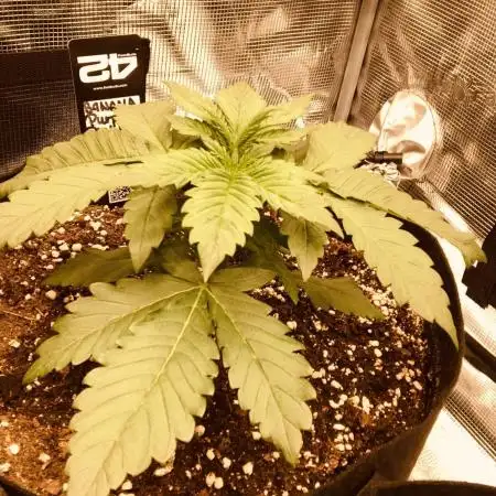 First Grow 🙌🏼🍀🤞🏽🙏🏽