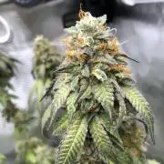 Sour Blucci 🍋 #2