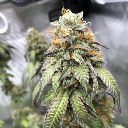Sour Blucci 🍋 #2