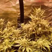 Strawberry Gorilla Auto