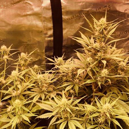 Strawberry Gorilla Auto