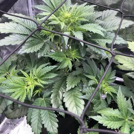 First Grow 🙌🏼🍀🤞🏽🙏🏽