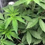 Sour Blucci ⛽️💨🍋 Katy