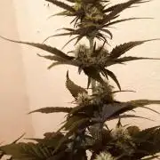 Red Gorilla Girl XL Auto