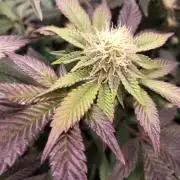 Sour Blucci ⛽️💨🍋 Katy