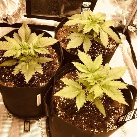 First Grow 🙌🏼🍀🤞🏽🙏🏽