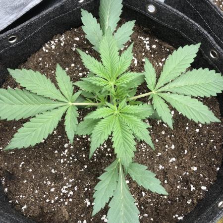 Strawberry Gorilla Auto