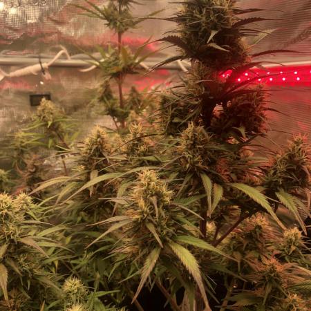 Strawberry Gorilla Auto