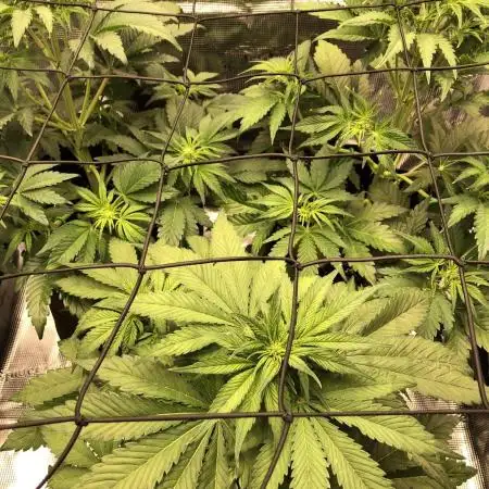 First Grow 🙌🏼🍀🤞🏽🙏🏽
