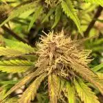 First Grow 🙌🏼🍀🤞🏽🙏🏽