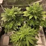 First Grow 🙌🏼🍀🤞🏽🙏🏽