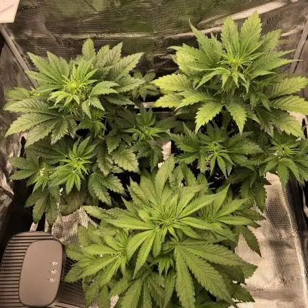 First Grow 🙌🏼🍀🤞🏽🙏🏽