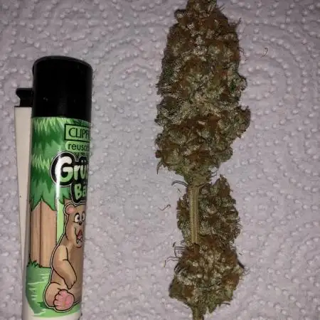 Sour Blucci 🍋 #1