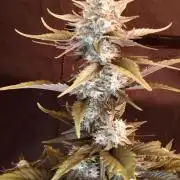 Red Gorilla Girl XL Auto