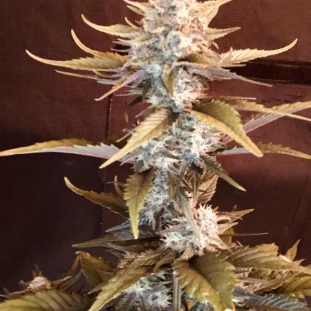 Red Gorilla Girl XL Auto