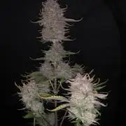 Red Gorilla Girl XL Auto