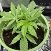 Canuk Seeds - Viente:Uno CBD