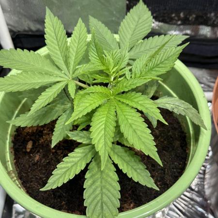 Canuk Seeds - Viente:Uno CBD
