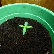 Canuk Seeds - Viente:Uno CBD