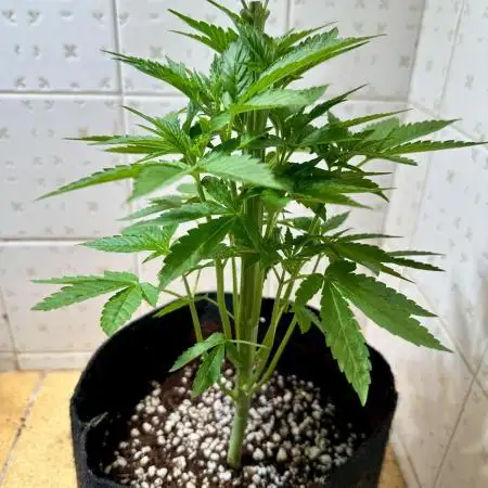 BeanFiendz's Boofscotti (Feminised)